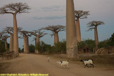 baobabs and goats